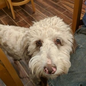 Meet your Posher, Candee